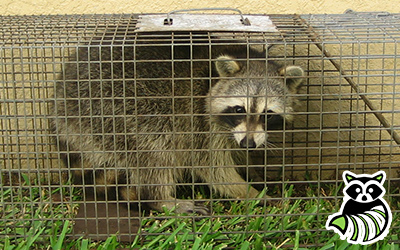 Carlisle trapping